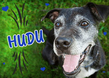 Hudu is available for adoption