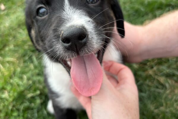 Puppy